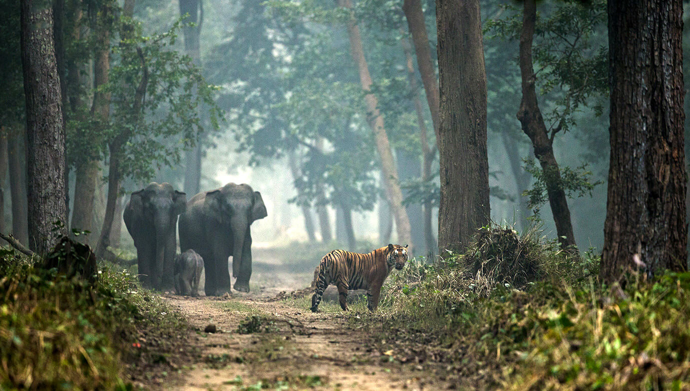 Kishanpur Wildlife Sanctuary