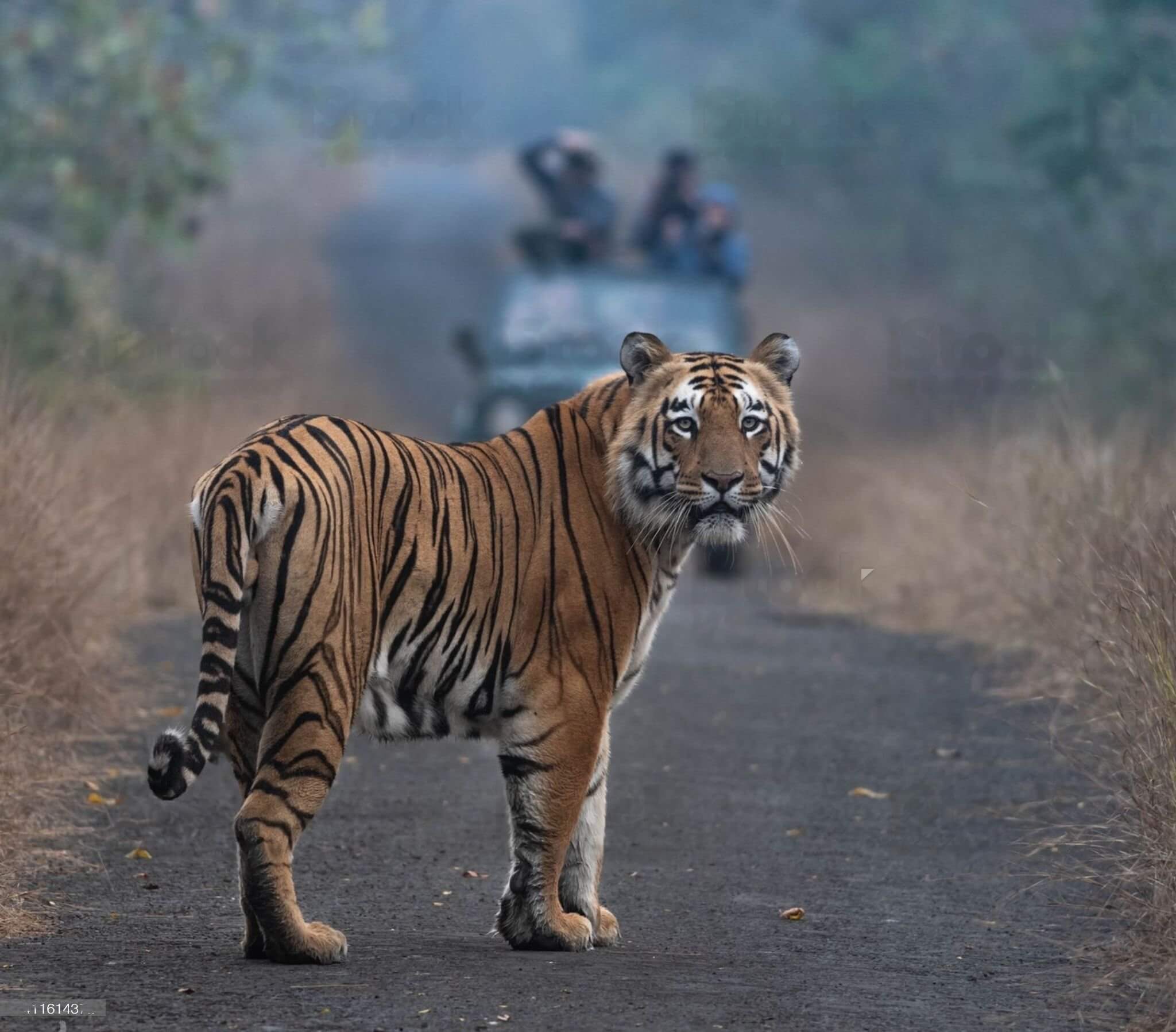 Welcome to Chuka Tiger Reserve Pilibhit, Uttar Pradesh