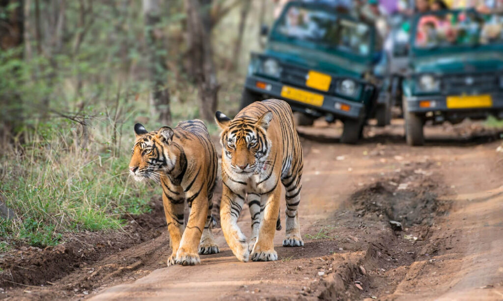 Pilibhit tiger reserve - Tiger