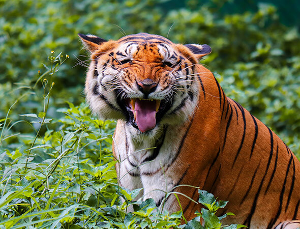 Chuka Tiger Reserve Pilibhit