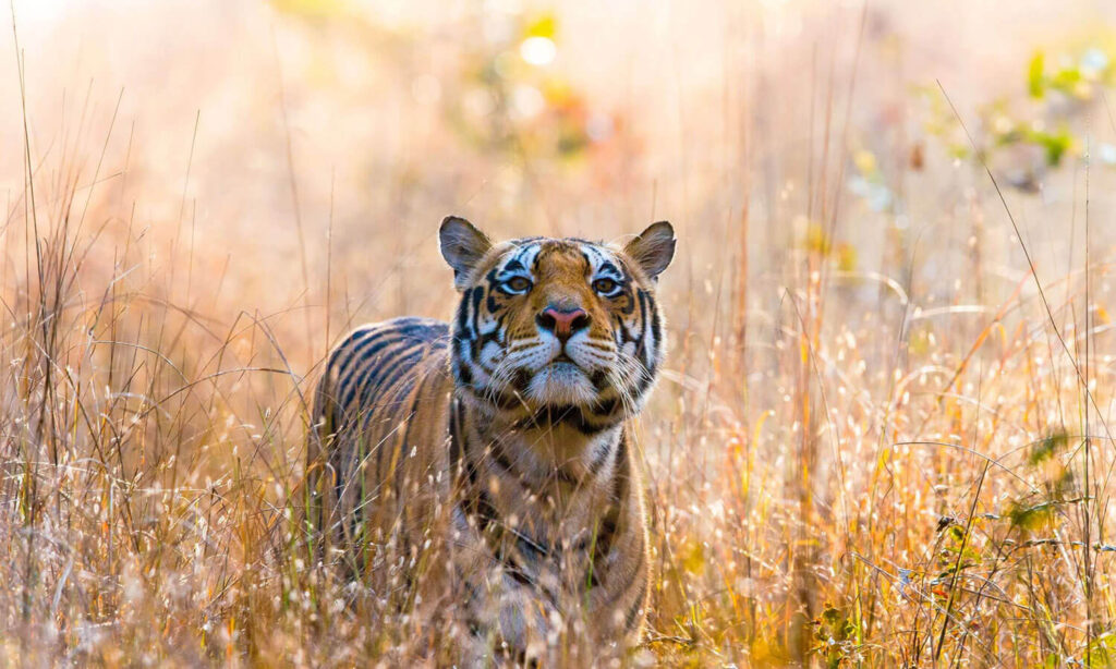 Royal Bengal Tiger