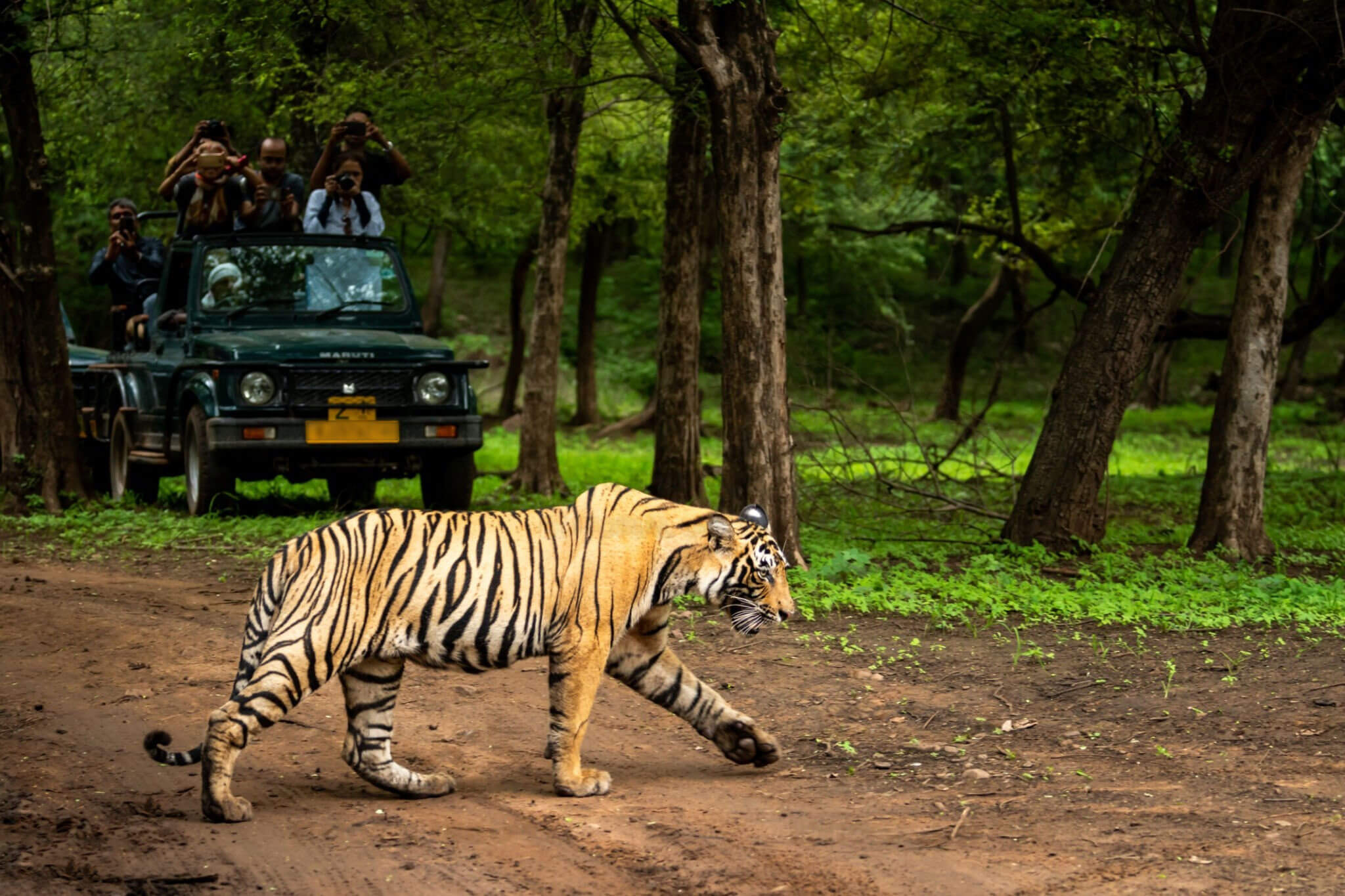 Pilibhit Wildlife Tour Packages